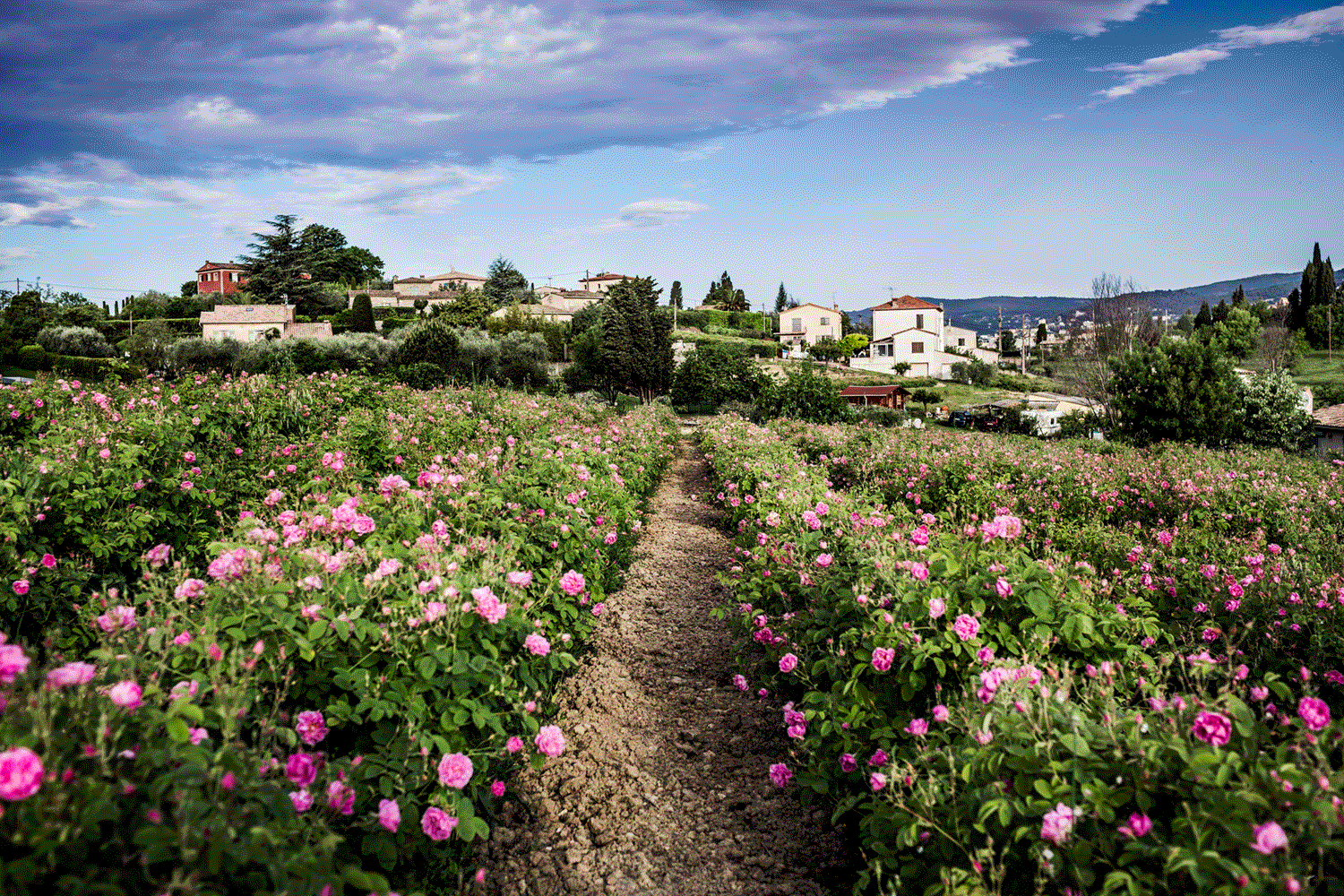How Grasse’s Blooms Become the World’s Finest Perfumes