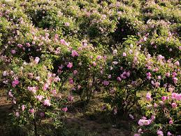 A Look Inside Grasse’s Fragrance Legacy