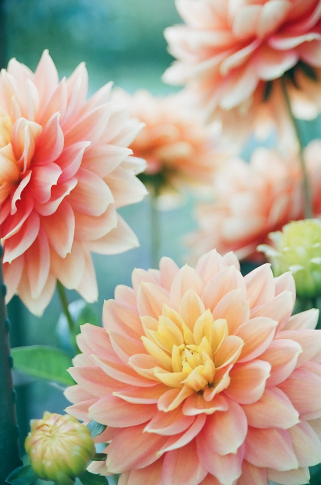 The Real Reason Florals Smell Different in Summer