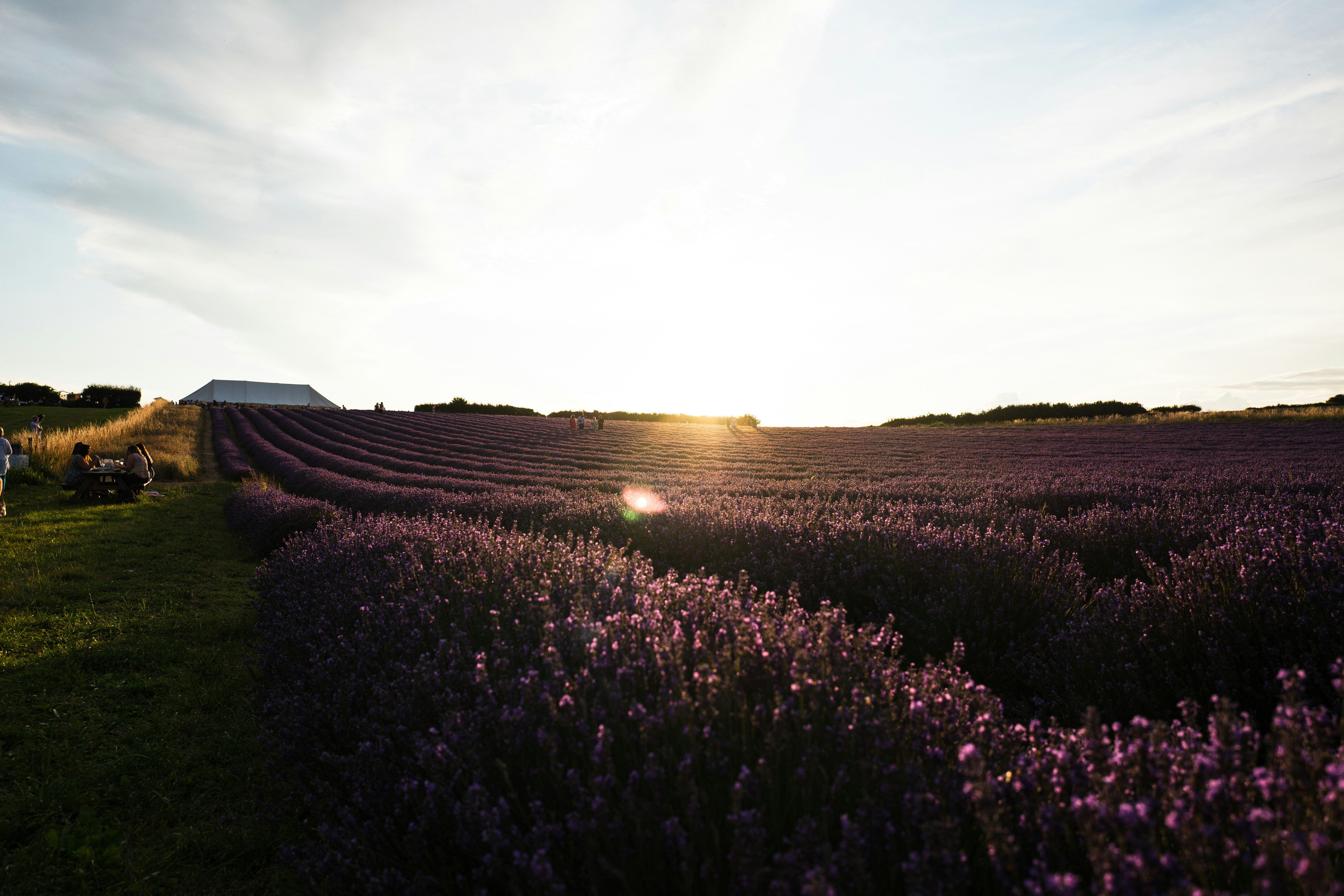 Why Lavender Left Grasse, France